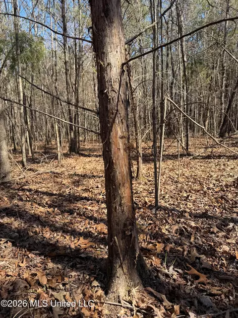 2001 Reed Rd, Ackerman, MS 39735 photo 8