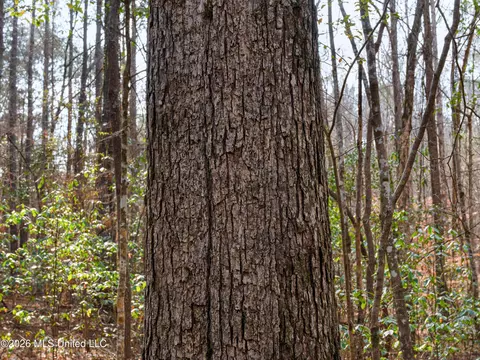 0000 Utah Rd, Lena, MS 39094 photo 33