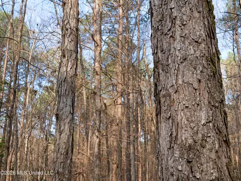 0000 Utah Rd, Lena, MS 39094 photo 27