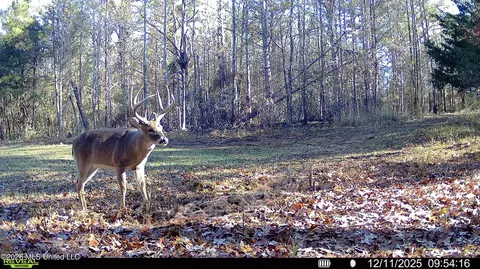 00560 Pocahontas Rd, Flora, MS 39071 photo 17