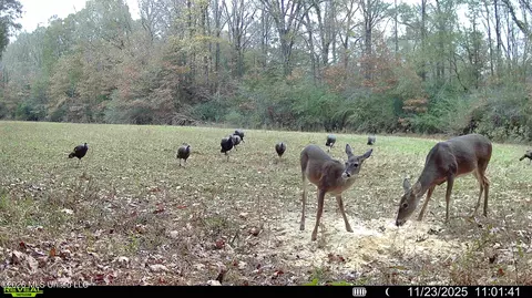 00560 Pocahontas Rd, Flora, MS 39071 photo 33