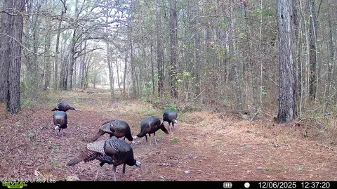 00560 Pocahontas Rd, Flora, MS 39071 photo 3