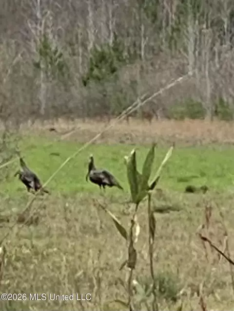 County Road 8, Laurel, MS 39443 photo 29