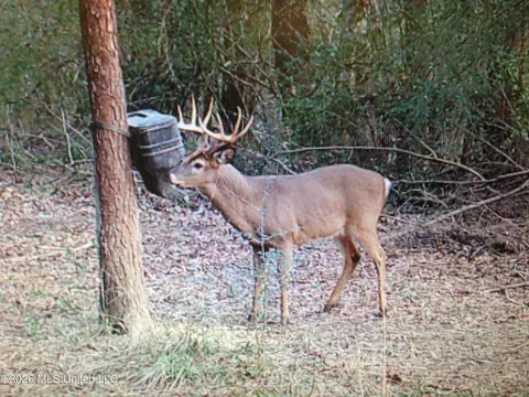 Frog Ridge Road, Jayess, MS 39641 photo 57