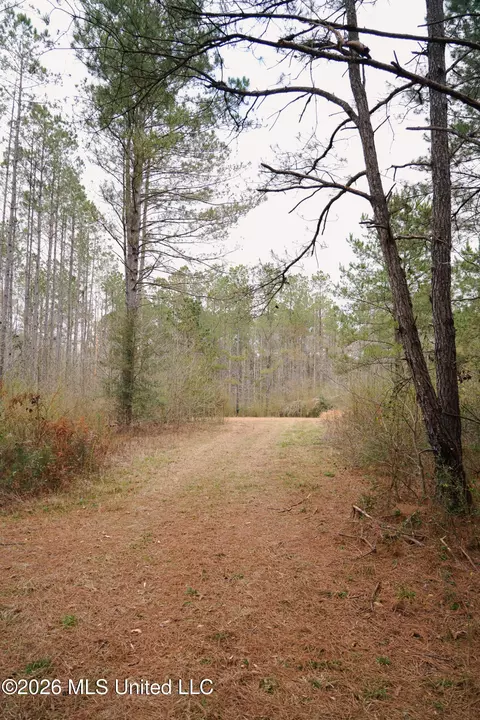 Frog Ridge Road, Jayess, MS 39641 photo 21