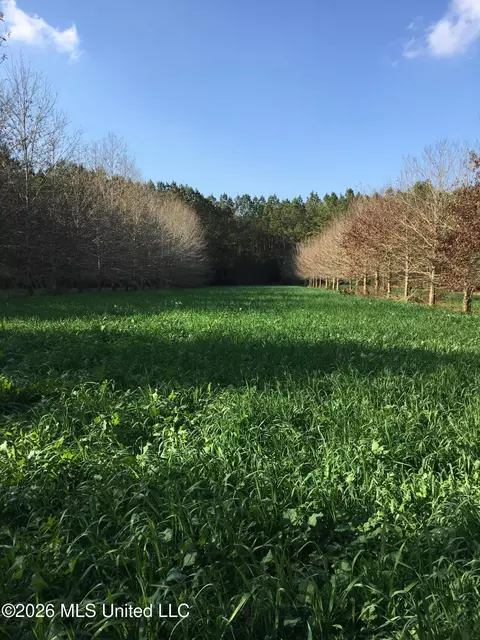 Frog Ridge Road, Jayess, MS 39641 photo 60