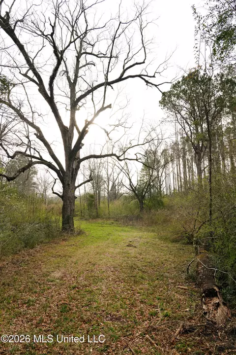 Frog Ridge Road, Jayess, MS 39641 photo 8