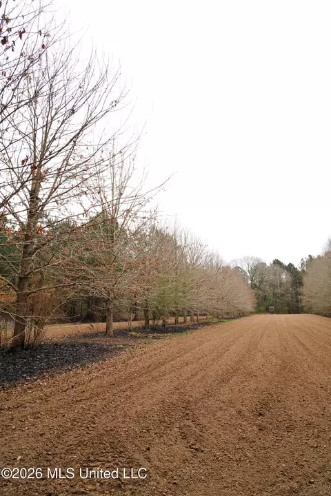 Frog Ridge Road, Jayess, MS 39641 photo 30