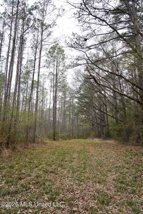 Frog Ridge Road, Jayess, MS 39641 photo 14