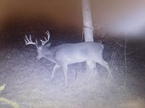 Frog Ridge Road, Jayess, MS 39641 photo 56