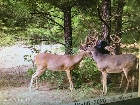 Frog Ridge Road, Jayess, MS 39641 photo 59