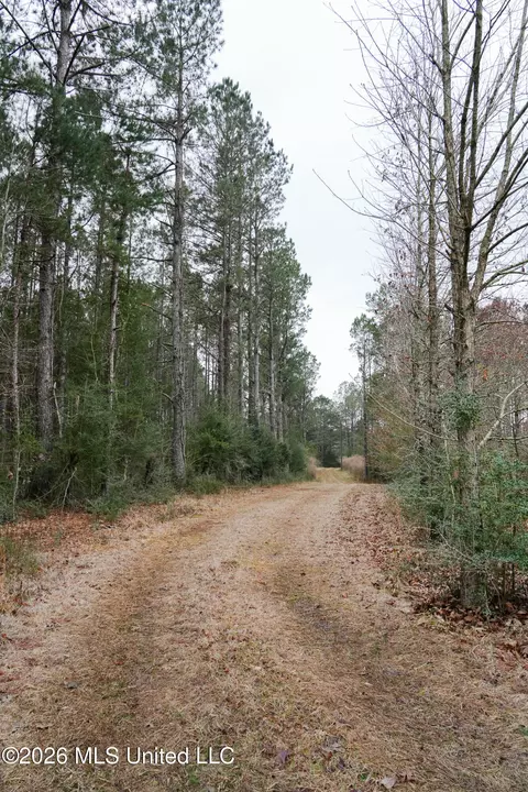 Frog Ridge Road, Jayess, MS 39641 photo 5