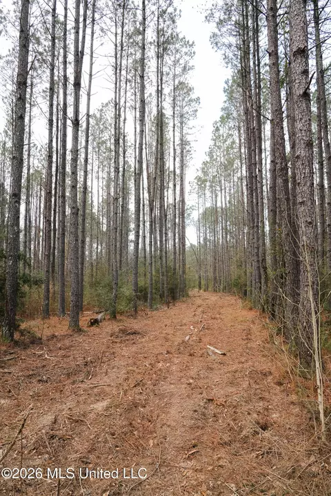 Frog Ridge Road, Jayess, MS 39641 photo 7