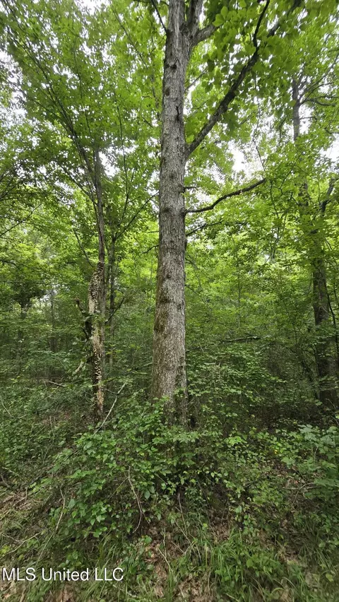 Pearson Road, Stewart, MS 39767 photo 31