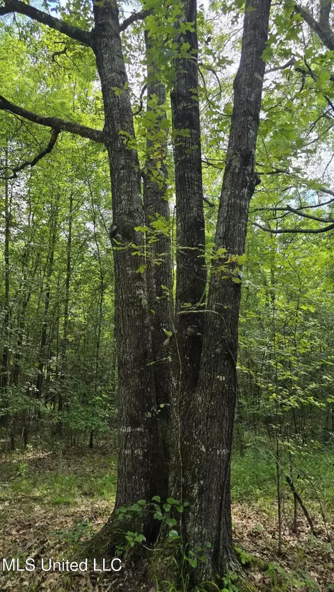 Pearson Road, Stewart, MS 39767 photo 9