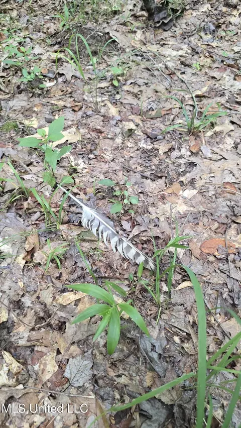 Pearson Road, Stewart, MS 39767 photo 27