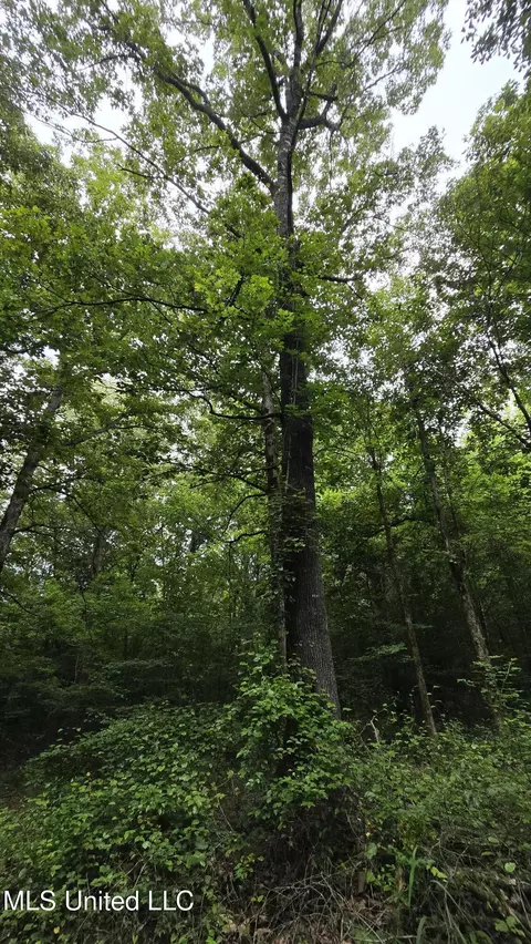 Pearson Road, Stewart, MS 39767 photo 30