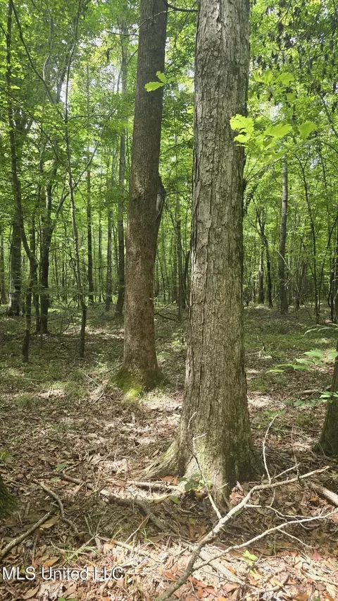 Pearson Road, Stewart, MS 39767 photo 12