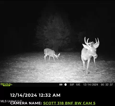 2 Forest Service Road 562, Pulaski, MS 39152 photo 2