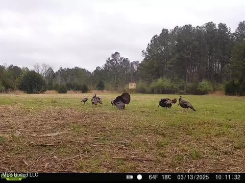 2 Forest Service Road 562, Pulaski, MS 39152 photo 41