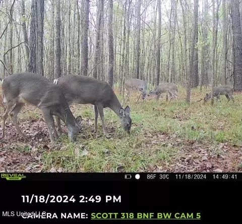 2 Forest Service Road 562, Pulaski, MS 39152 photo 6