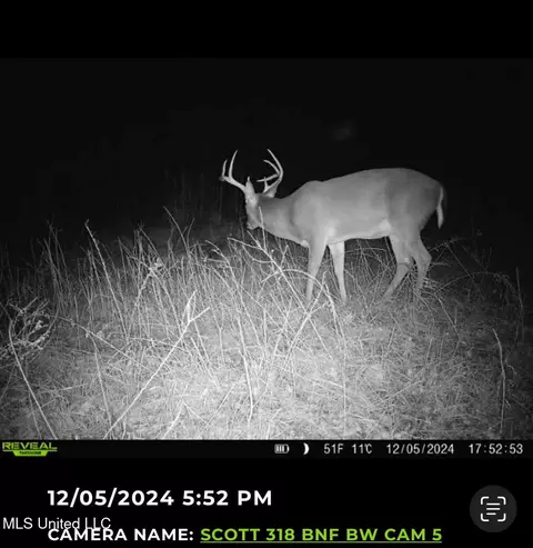 2 Forest Service Road 562, Pulaski, MS 39152 photo 8