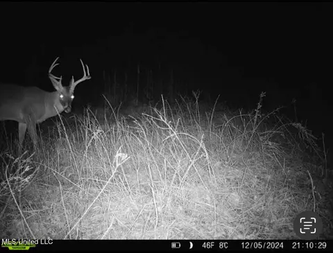 2 Forest Service Road 562, Pulaski, MS 39152 photo 9