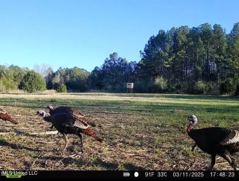 2 Forest Service Road 562, Pulaski, MS 39152 photo 40