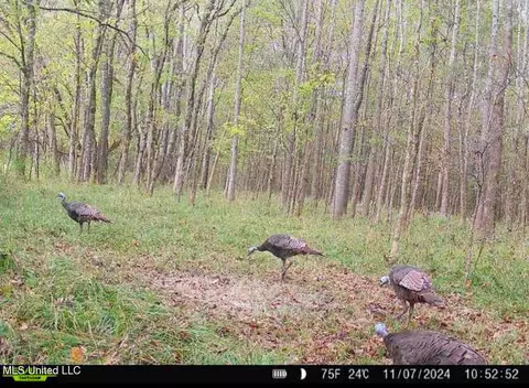 2 Forest Service Road 562, Pulaski, MS 39152 photo 11