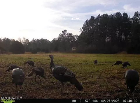 2 Forest Service Road 562, Pulaski, MS 39152 photo 37