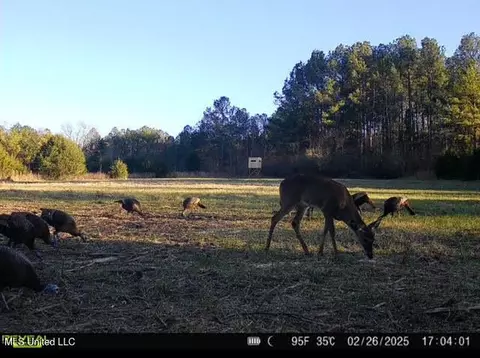 2 Forest Service Road 562, Pulaski, MS 39152 photo 36