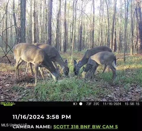 2 Forest Service Road 562, Pulaski, MS 39152 photo 5