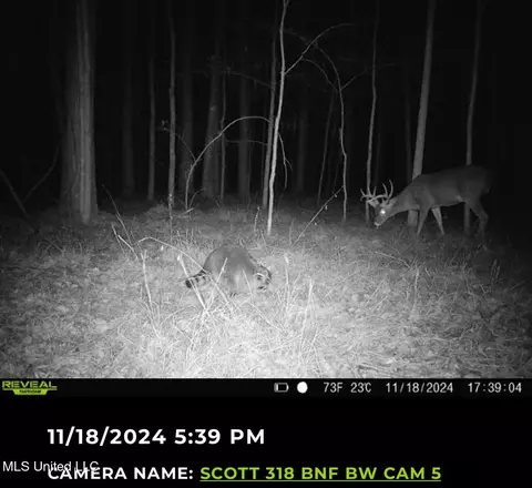 2 Forest Service Road 562, Pulaski, MS 39152 photo 3