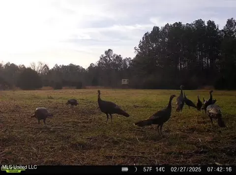 2 Forest Service Road 562, Pulaski, MS 39152 photo 38