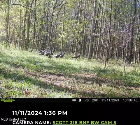 2 Forest Service Road 562, Pulaski, MS 39152 photo 10