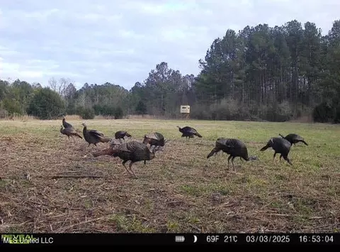 2 Forest Service Road 562, Pulaski, MS 39152 photo 39