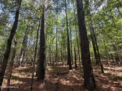 2 Forest Service Road 562, Pulaski, MS 39152 photo 30