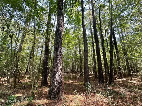 2 Forest Service Road 562, Pulaski, MS 39152 photo 13