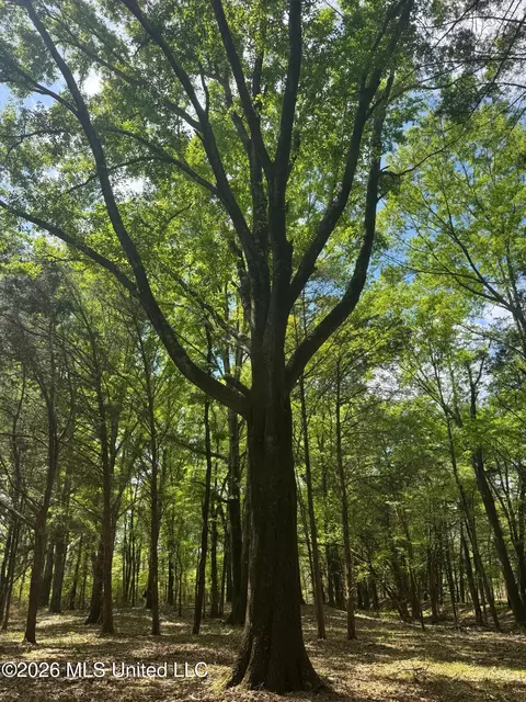 150 Central Blvd, Flora, MS 39071 photo 37