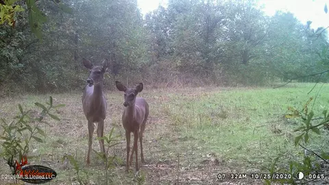 1549 County Road 99, Sidon, MS 38954 photo 84