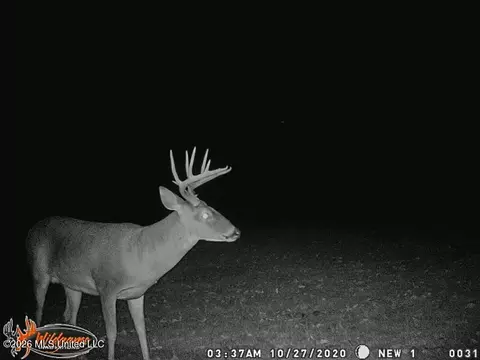 1549 County Road 99, Sidon, MS 38954 photo 83
