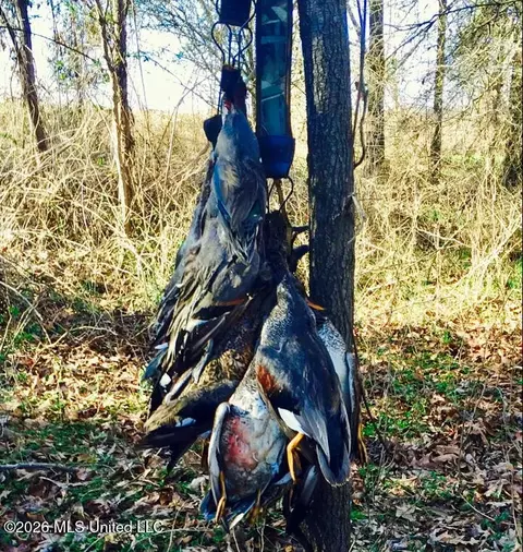 1549 County Road 99, Sidon, MS 38954 photo 95