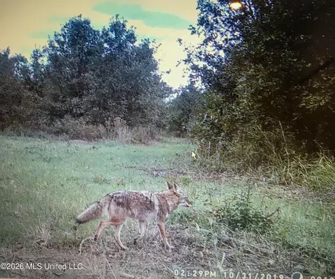 1549 County Road 99, Sidon, MS 38954 photo 104
