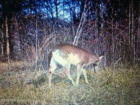 1549 County Road 99, Sidon, MS 38954 photo 99