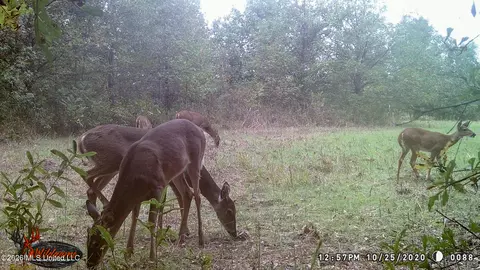 1549 County Road 99, Sidon, MS 38954 photo 85