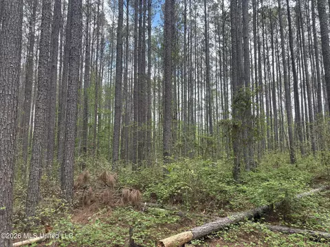 Hester Road, Ackerman, MS 39735 photo 7
