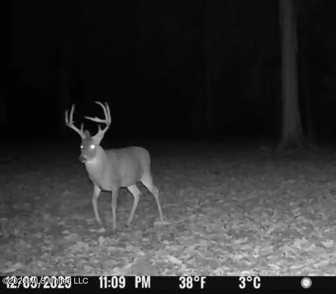 1711 Us 82, Eupora, MS 39744 photo 61