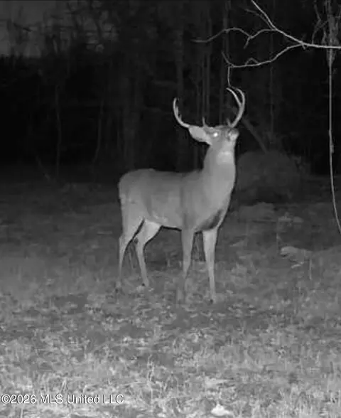 1711 Us 82, Eupora, MS 39744 photo 58