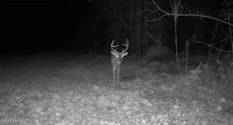 1711 Us 82, Eupora, MS 39744 photo 67