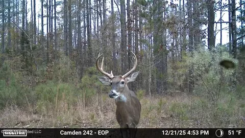 001 Simpson Rd, Pickens, MS 39146 photo 11